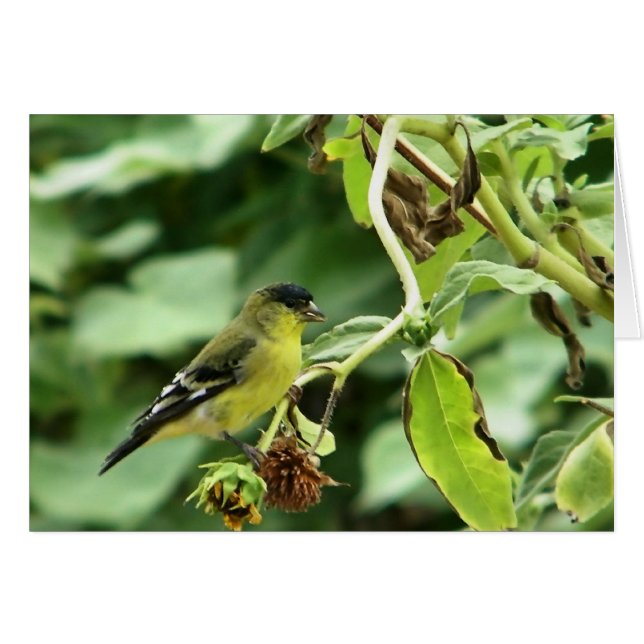 Homme Américain Goldfinch (Devant horizontal)