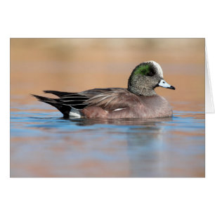 Homme American Wigeon