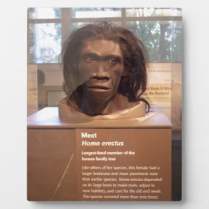Homo erectus; Museumsausstellung Fotoplatte