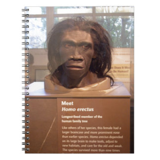 Homo erectus; Museumsausstellung Notizblock