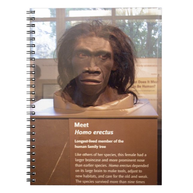 Homo erectus; Museumsausstellung Notizblock (Vorderseite)