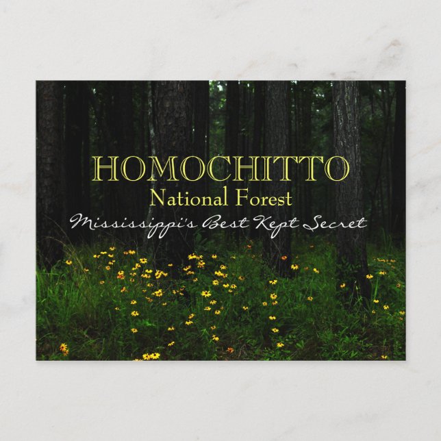 Homochitto National Forest - Mississippi Postkarte (Vorderseite)