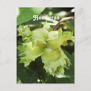 Honduras Hazelnut Postkarte