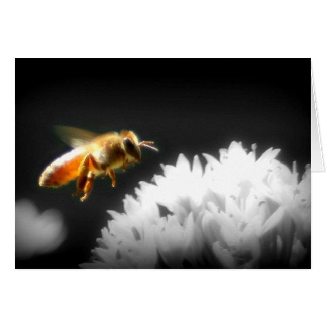 Honey Bee Approach (Vorderseite (Horizontal))