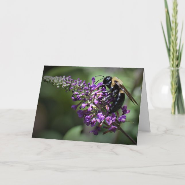 Honey Bee, carte (Devant)