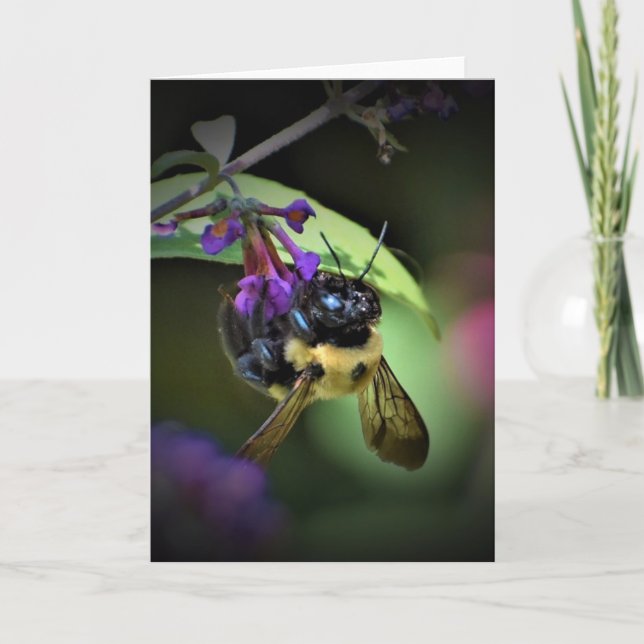 Honey Bee, carte (Devant)