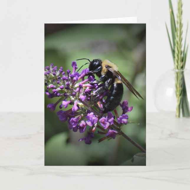 Honey Bee, Karte (Vorderseite)