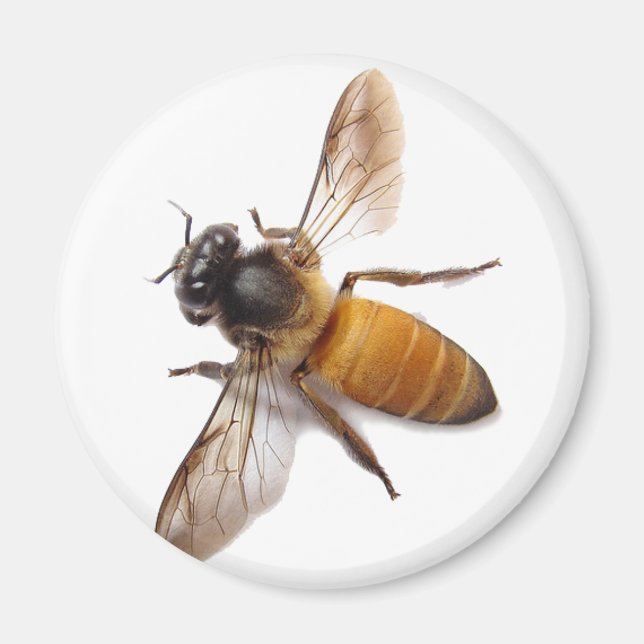 Honey Bee Magnet (Vorne)