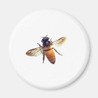 Honey Bee Magnet