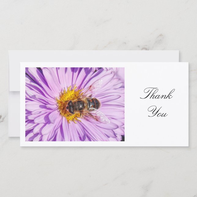 Honey Bee on a Michaelmas Daisy - Danke (Vorderseite)