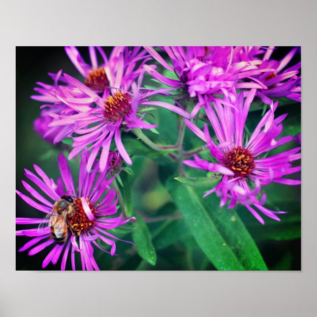 Honey Bee On Pink New England Aster Blume Poster (Vorne)