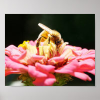 Honey Bee on Pink Zinnia Blume Natursfotografie