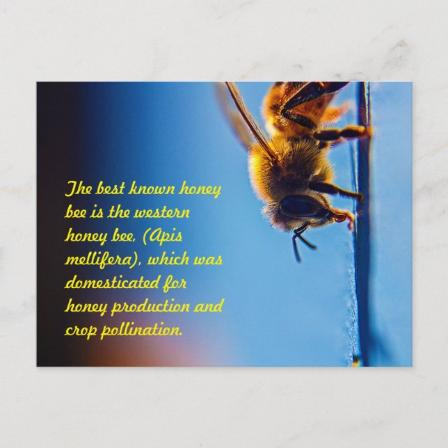 Honey Bee Postcard Postkarte (Vorderseite)