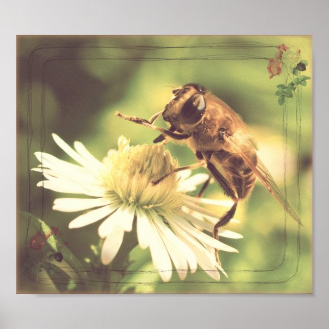Honey Bee Poster (Vorne)