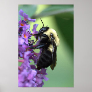 Honey Bee Poster