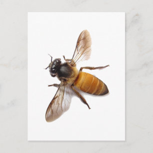 Honey Bee Postkarte