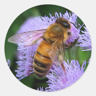 Honey Bee Runder Aufkleber