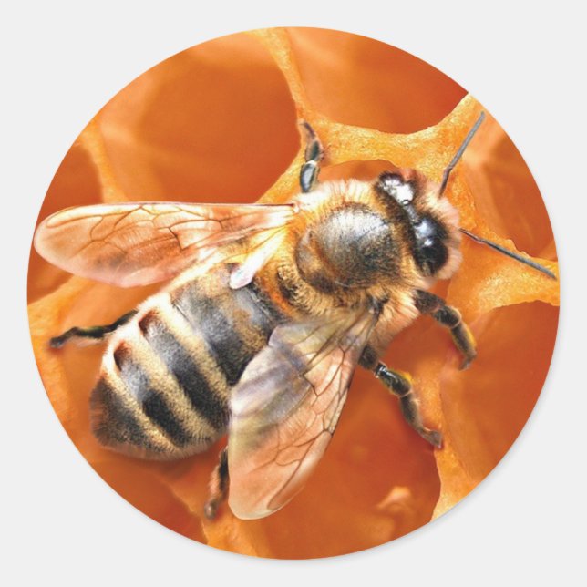 Honey Bee Runder Aufkleber (Vorderseite)