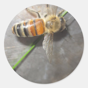 Honey Bee Runder Aufkleber
