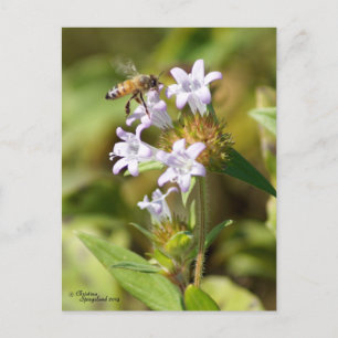 Honey Bee volant Fleurs roses Carte postale