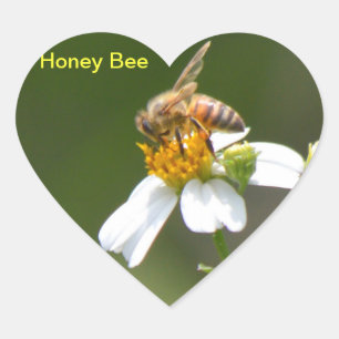 Honey Bee white Daisy Blume Heart Sticker