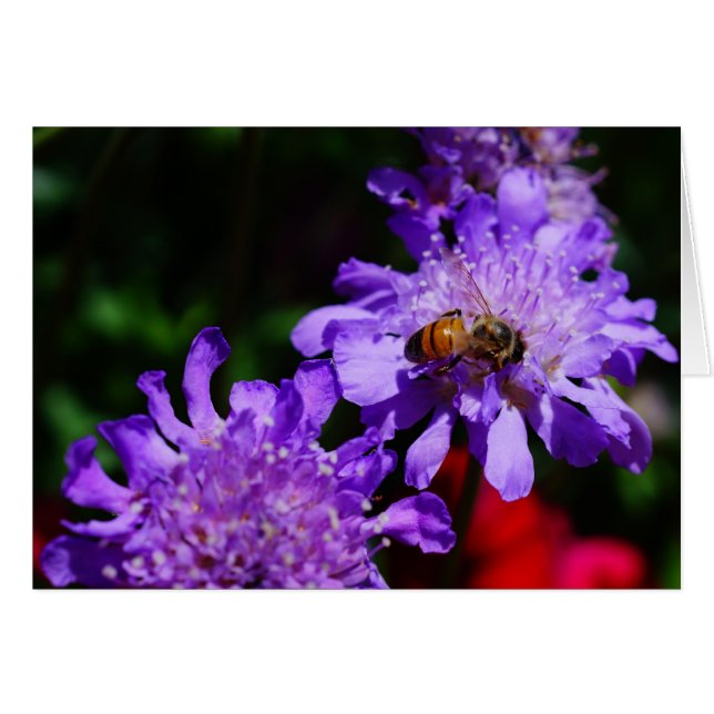 Honey Bee'n Made! (Vorderseite (Horizontal))