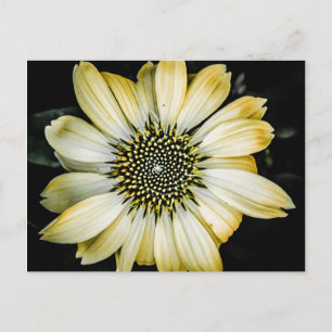 Honey Blossom Gelber Nadelblume Postkarte