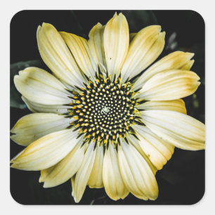 Honey Blossom Gelber Nadelkraut Quadratischer Aufkleber