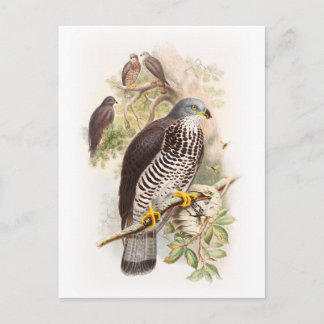 Honey-Buzzard John Gould Birds of Great Britain Postkarte
