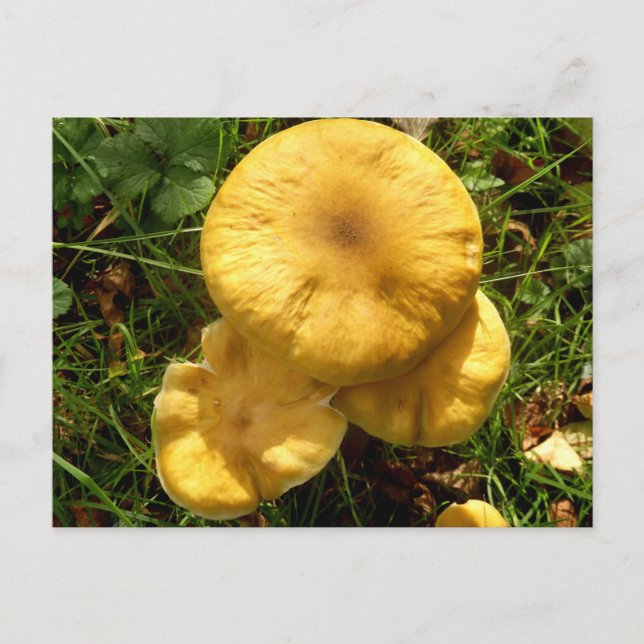 Honey Fungus Mushroom Postcard Postkarte (Vorderseite)