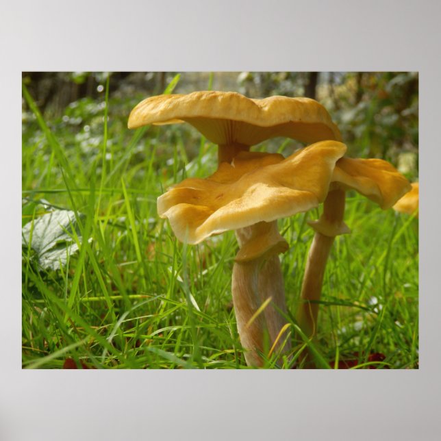 Honey Fungus Poster (Vorne)