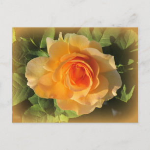 Honey Perfume Rose Postcard Postkarte