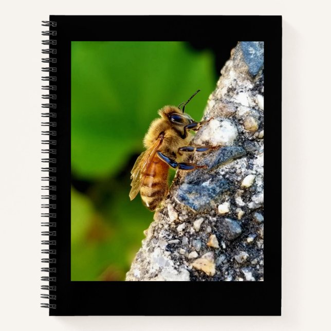 Honeybee 8.5x11 Notebook Notizbuch (Vorderseite)
