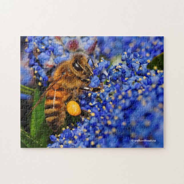 Honeybee: beschäftigt Kalifornien Lilac Pollinator (Horizontal)