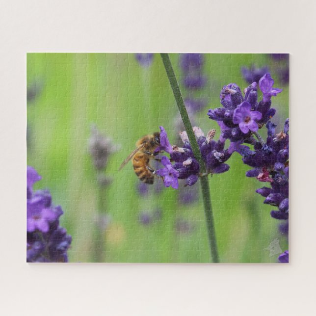 Honeybee Harvesting Lavender Blossom (Horizontal)