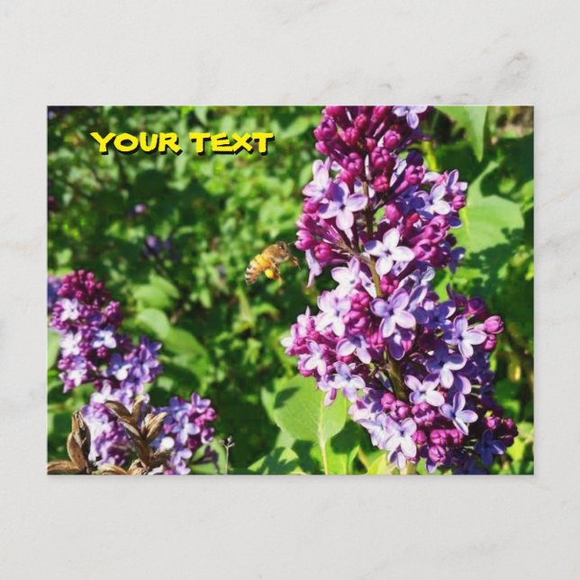 Honeybee Lieben Lilacs Postkarte (Vorderseite)
