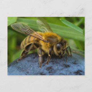 Honeybee on a Stone Postkarte