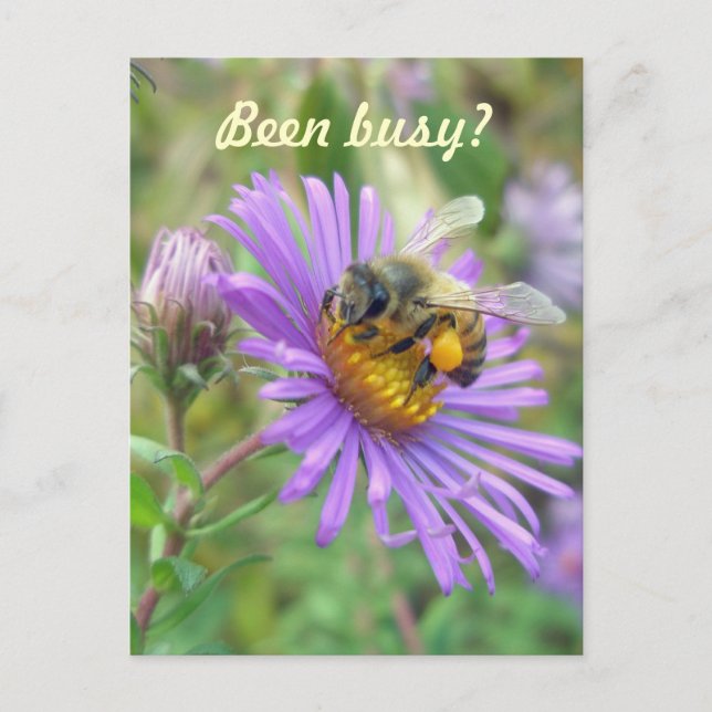 Honeybee on Asters Quick "Hi" Postkarte (Vorderseite)