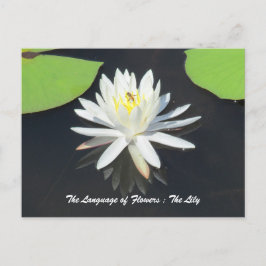HoneyBee on Water Lily Postkarte