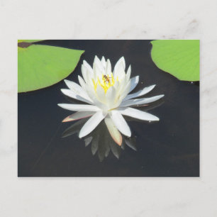 HoneyBee on Water Lily Postkarte