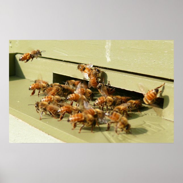 Honeybees Poster (Vorne)