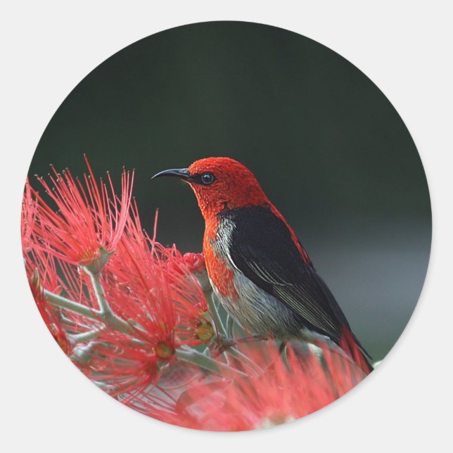 Honeyeater-Foto Runder Aufkleber (Vorderseite)