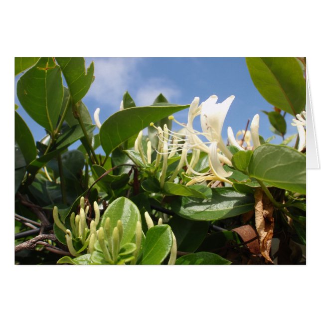 Honeysuckle (Vorderseite (Horizontal))