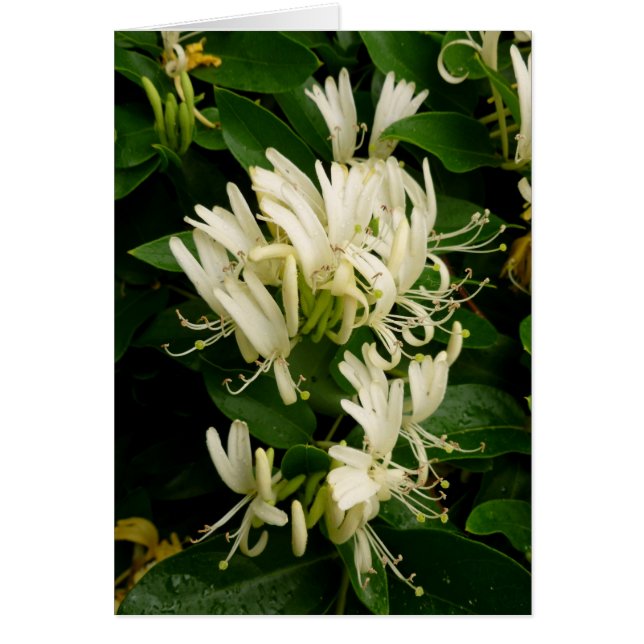 Honeysuckle (Vorne)