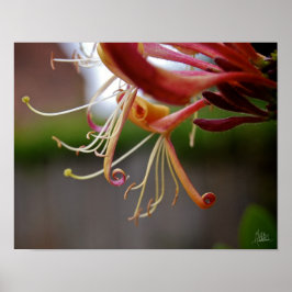 Honeysuckle [Art Print] Poster