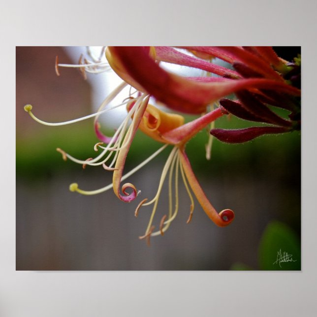 Honeysuckle [Art Print] Poster (Vorne)