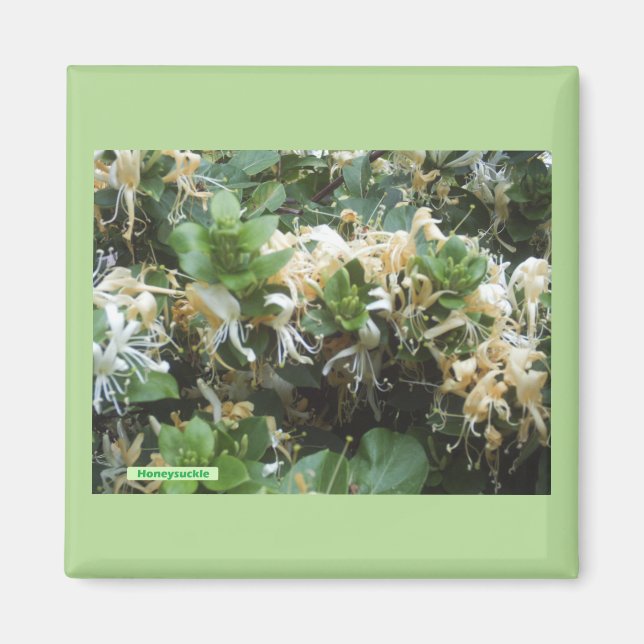 Honeysuckle Blooms Magnet (Vorne)