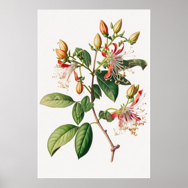 Honeysuckle Blume Art Print Poster (Vorne)