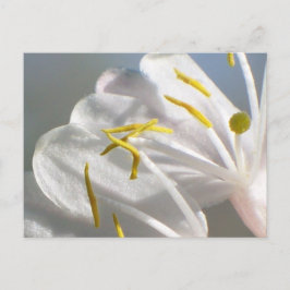 Honeysuckle Blume Postkarte