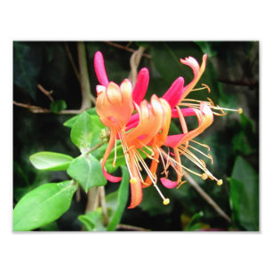 Honeysuckle d'automne ~ Photo